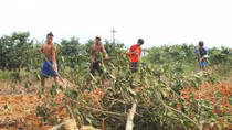 Người dân vùng cao A Lưới chặt bỏ cây cà phê