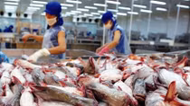 Tìm giải pháp phá “rào cản” đưa cá tra vào Mỹ