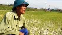 Hơn 1.000ha lúa hè thu có nguy cơ mất trắng do hạn