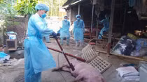 Cảnh báo thông tin thiếu chính xác về dịch tả lợn châu Phi