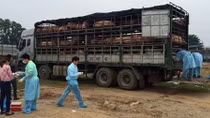 Gần 200 con lợn lở mồm long móng suýt được tiêu thụ