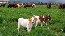 Vinamilk sắp đưa vào hoạt động trang trại bò sữa organic 