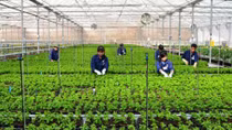 Nhiều mô hình nông nghiệp thông minh, ứng phó với biến đổi khí hậu