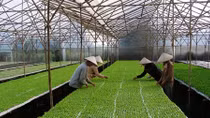Hà Nội hướng đến nền nông nghiệp hữu cơ an toàn