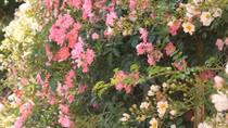 Giấc tầm xuân