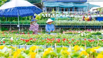 Nhà vườn Sa Đéc tất bật vụ hoa tết