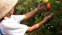 Bình Phước: Điều được mùa nhưng mất giá, nông dân "kém vui"