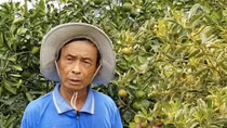 Thu nhập cao nhờ trồng cây... độc, lạ