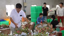 Long An tìm cách “giải cứu”gần 30.000 tấn thanh long