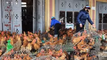 FAO khuyến nghị cần thường xuyên vệ sinh các chợ gia cầm