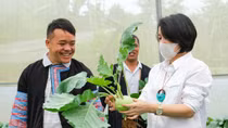 Nông dân Vân Hồ đổi đời nhờ tham gia chương trình Sinh kế cộng đồng