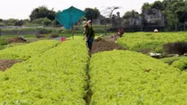 Nông dân lao đao vì rau sạch rớt giá
