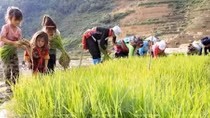 Lao động trẻ em chủ yếu làm việc trong lĩnh vực nông nghiệp