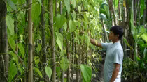 Huyền thoại 18 thôn vườn trầu
