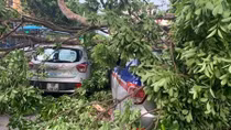Xà cừ cổ thụ trong bệnh viện đổ 'đè bẹp' 3 ô tô
