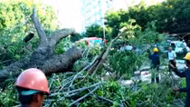 Cây cổ thụ bật gốc đổ sầm xuống đầu xe khách chạy trong thành phố