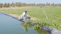 Nhiều mô hình “sống khỏe” giữa hạn, mặn