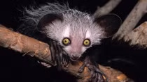 Bí ẩn cuộc vượt biển đến Madagascar của loài vượn cáo