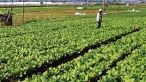 Nhộm nhoạm rau hữu cơ trên thị trường
