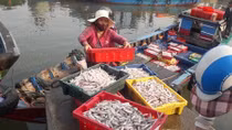 Ngư dân “trúng đậm” mùa biển động
