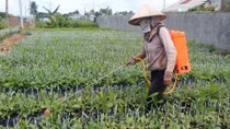 Thận trọng khi chọn giống điều mới