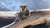 Hình ảnh trào nước mắt về gấu túi koala