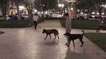 Chuyện không vui về nuôi chó