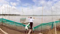 Vui, buồn “Mùa nước nổi” miền Tây: Chuyển đổi sản xuất để sống chung với lũ