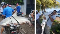 Thực hư chuyện cá mập xuất hiện ở vịnh Hạ Long 
