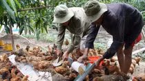 Lãnh quả chát đắng vì phát triển ngành chăn nuôi quá nóng vội