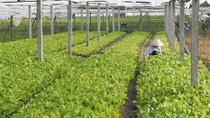 DN đầu tư vào nông nghiệp được miễn tiền chuyển mục đích sử dụng đất