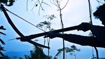 Tục lệ cho thú rừng ăn Tết