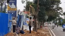 Hải Phòng báo động tình trạng cây xanh đô thị bị “bức tử”