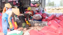 Ngư dân Quảng Ngãi trúng đậm cá cơm, ruốc