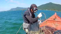 Những trái tim của biển