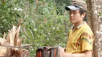 Khởi tố vụ án, khởi tố bị can vụ khai thác gỗ Pơ mu tại Khu bảo tổn thiên nhiên Pù Hoạt