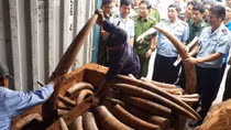 Vì đâu "tắc" hàng loạt vụ án liên quan động vật hoang dã