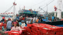 Ngư dân miền Trung trúng “lộc biển” cuối năm