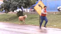 Dê… điên