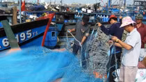 Ngư dân Đà Nẵng “bội thu” hải sản chuyến biển cuối năm