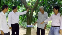 Độc đáo mô hình kinh doanh “cây xoài nhà tôi”