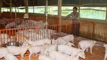 Căng mình chống dịch tả lợn châu Phi