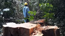 Rừng Trà Nú bị tàn phá nghiêm trọng