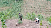 Cả nước còn 29 dự án thủy điện chưa trồng rừng thay thế
