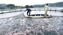 Người nuôi cá tầm điêu đứng vì cá nhập lậu từ Trung Quốc