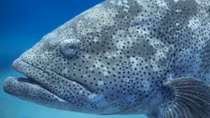 Dùng cá, tôm làm gián điệp