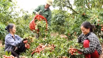 Bàn “kế” tiêu thụ vải thiều trong mùa dịch