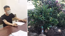 Giám đốc công ty bất động sản trộm cây cảnh về để “hút khách”