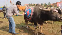 Độc đáo Hội thi vẽ trang trí trâu Lễ hội Tịch điền Đọi Sơn