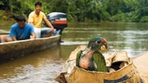 Mỹ Latin: Buôn lậu động vật hoang dã hoành hành theo COVID-19